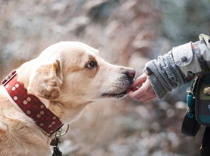 Los perros están motivados genéticamente para el contacto humano