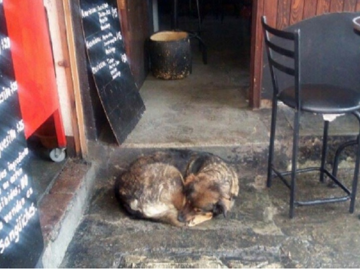 ‘Lola’, la perrita callejera defendida por un restaurantero de Oaxaca
