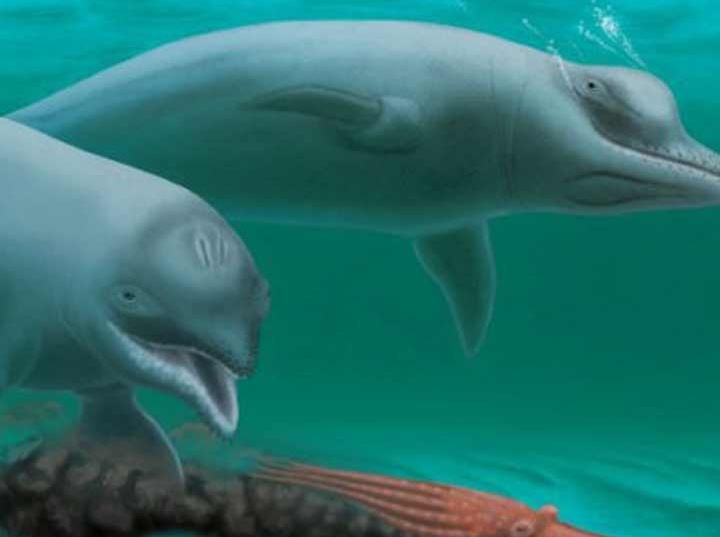 Los investigadores, encabezados por un miembro del profesorado del College of Charleston, estiman que el delfín creció hasta alcanzar sólo 1.20 metros de largo,