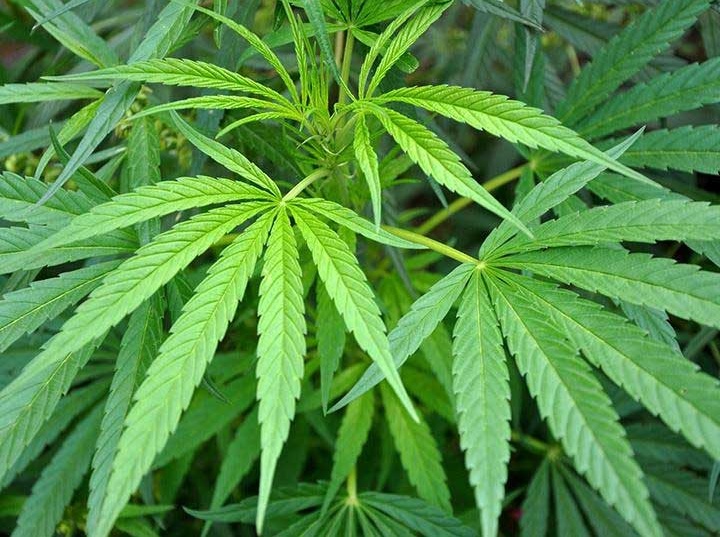 Siete empresas comercializar&aacute;n productos de mariguana