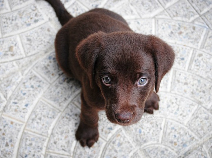 GetPet, app inspitada en Tinder para adoptar perro. Foto: Pixabay