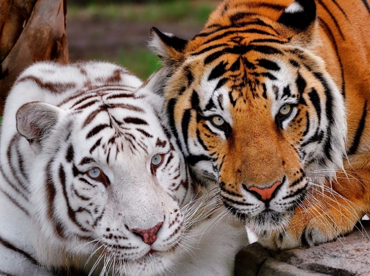 ¡Buena noticia! Aumenta la población mundial de tigres (Foto: Bill Dodsworth)